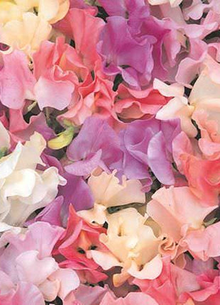Heir­loom Pastel Mix Sweet Pea Seeds