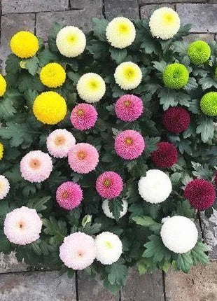 🏵️Colorful Ping Pong Chrysanthemum Seeds