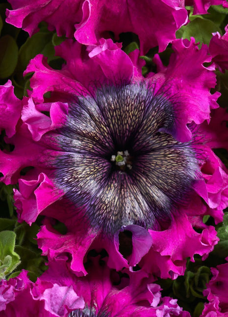 Superbissima Wine Red Petunia Seeds