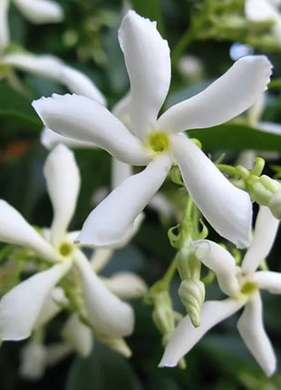 Climbing Plants Mix Seeds