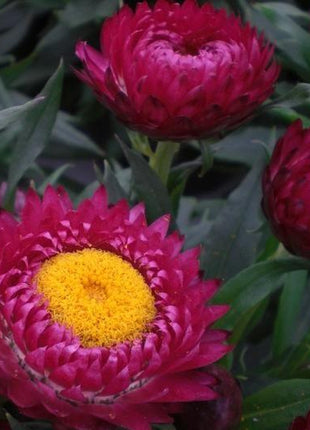STRAWFLOWER SEEDS - PURPLE RED