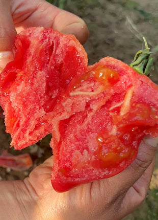 Mango Honey Tomato Seeds