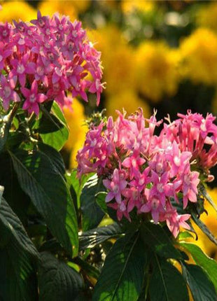 Pink Pentas Bonsai Seeds