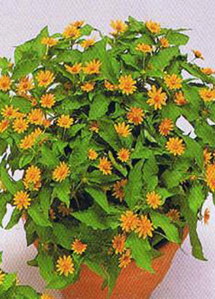 Melampodium paludosum Seeds, Original Package 20pcs Garden bonsai Flower seeds, high temperature resistance