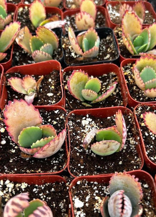 500Pcs Mother of Thousands Seeds – Hardy Succulents Ideal for Beginner Gardeners & Low-Maintenance Decor