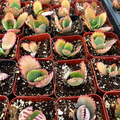 500Pcs Mother of Thousands Seeds – Hardy Succulents Ideal for Beginner Gardeners & Low-Maintenance Decor
