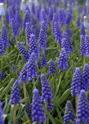 Grape Hyacinth Seeds