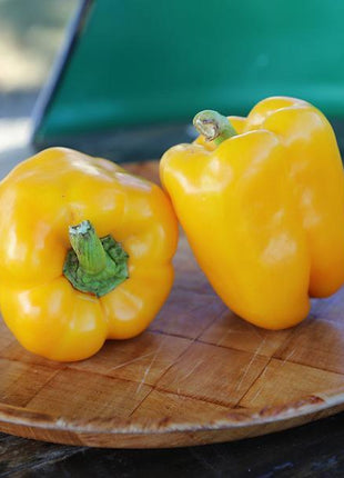 Pepper Deniro F1 Organic