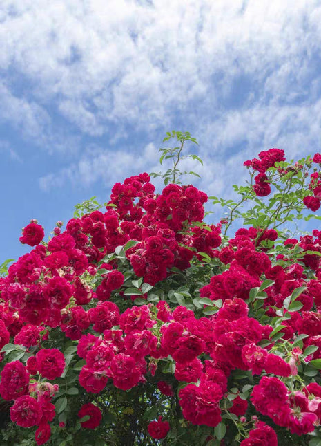 Rosa Banksiae Aiton Seeds