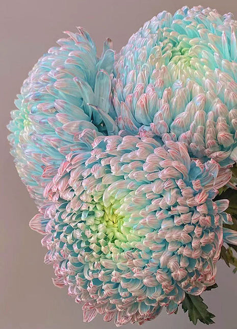 Blue Chrysanthemum Seeds, Rare Perennial Flower Plant
