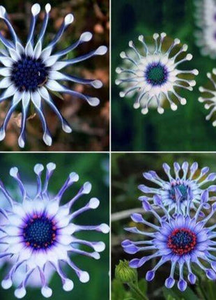 20Pcs Rare Blue Daisy Plants Flower Seeds Garden Plant