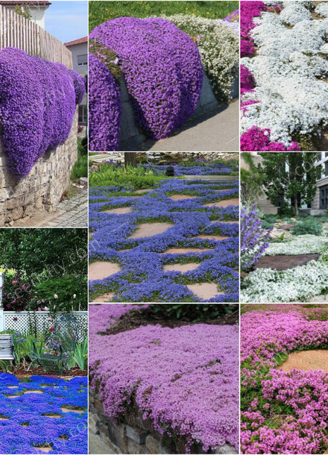 📣Optimal Ground Cover✨Creeping Thyme Seeds