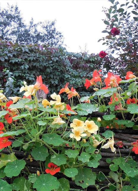 Nasturtium Seeds (Tall) - Mixed Colors