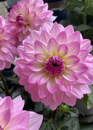 Mixture Dahlia Seeds