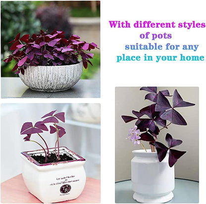 10PCS Oxalis Triangularis Purple Shamrock Good Luck Plant