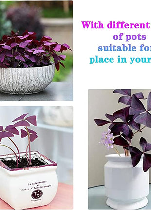 💜Purple Luck Oxalis Bulbs