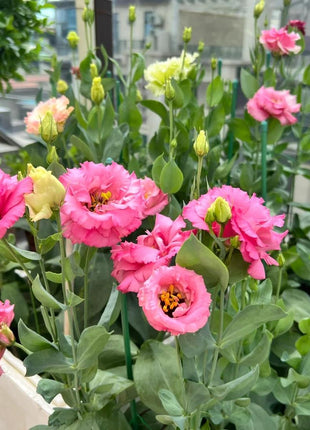 🌺Lisianthus – Sincere Love