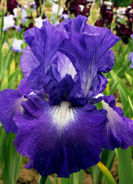 Reblooming Bearded Iris Collection