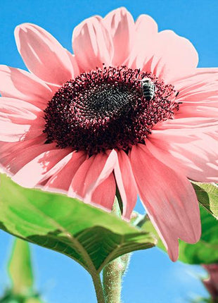 Pink Sunflower Seeds-High Germination Rate Wonderful Choice for Garden