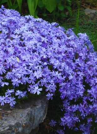 💐Vibrant Tapestry of Color ✨Creeping Phlox Seeds, Shibazakura Seeds