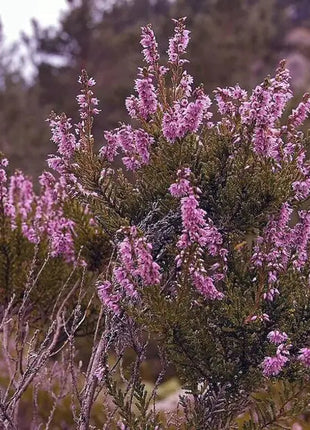 Purple Heather-callun