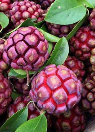 Black Tiger Seeds | Devil Fruit