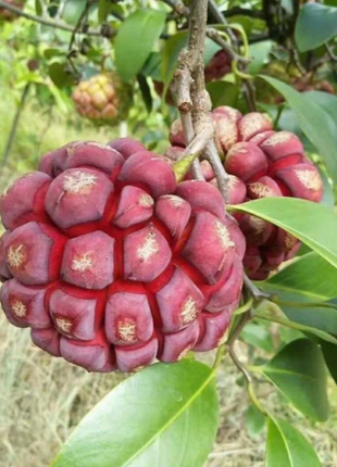 Black Tiger Seeds | Devil Fruit
