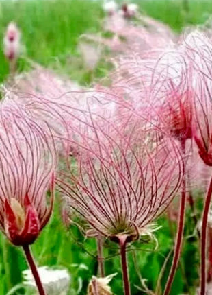Prairie Smoke Flower Seeds