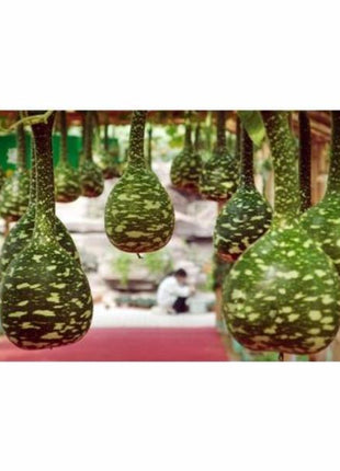 Rare Swan Speckled Swan Bottle Gourds Seeds