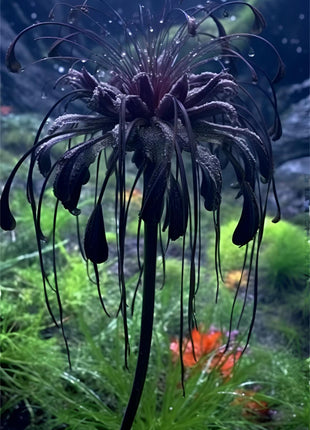 🖤Black Spider Lily