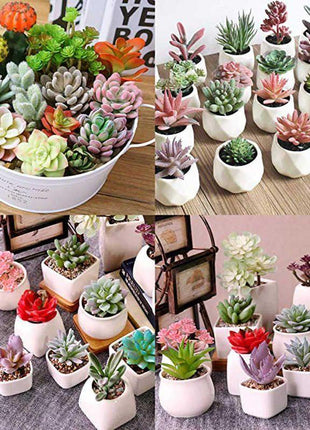 Succulent Plant Seeds