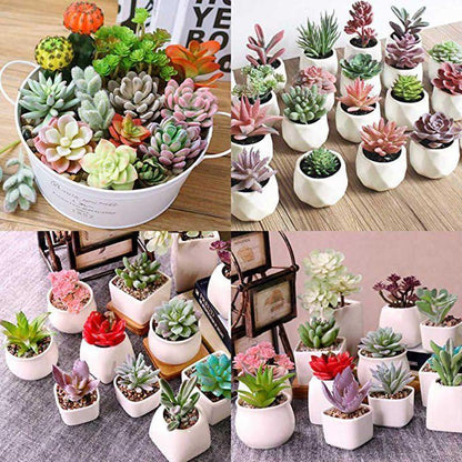 Succulent Plant Seeds