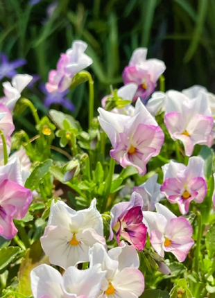 💐 Pansy Winter Elf Series - I Miss You Endlessly