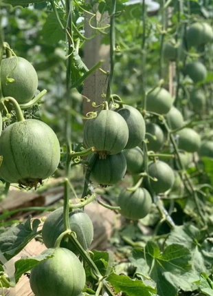 🍈Emerald No. 2 Sweet Melon