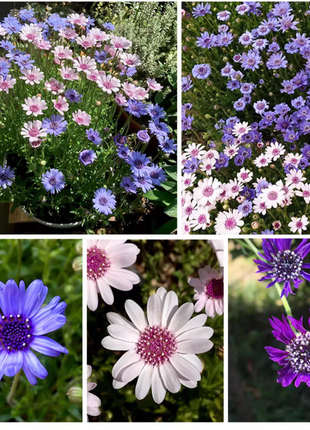 Blue Daisy Felicia Amelloides Chrysanthemum