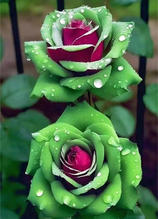 Ruby Green Twin Roses
