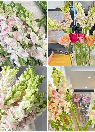 Dwarf Snapdragon  Seed Mixed