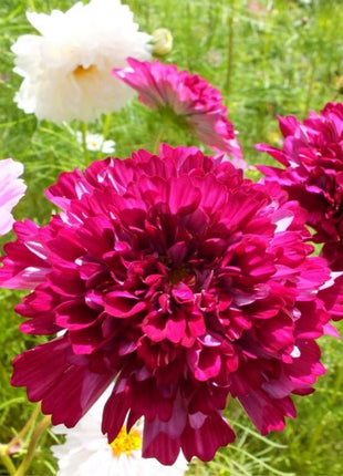 🌸Double Cosmos Seeds-Flower of Happiness