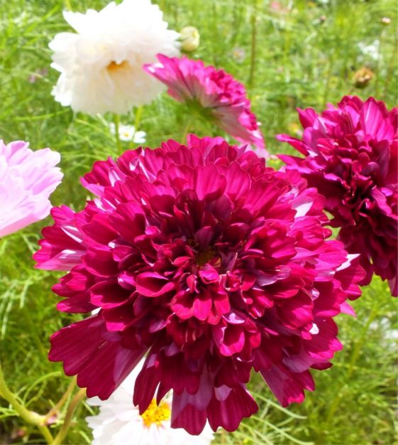 🌸Double Cosmos Seeds-Flower of Happiness