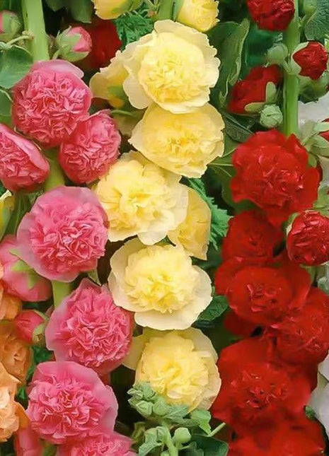 200 Hollyhock Seeds with Stunning Tall Blooms, Perfect for Fences, Natural Screens & Bee Gardens