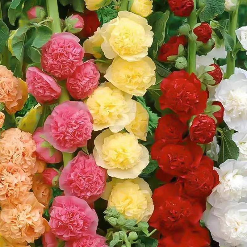 200 Hollyhock Seeds with Stunning Tall Blooms, Perfect for Fences, Natural Screens & Bee Gardens