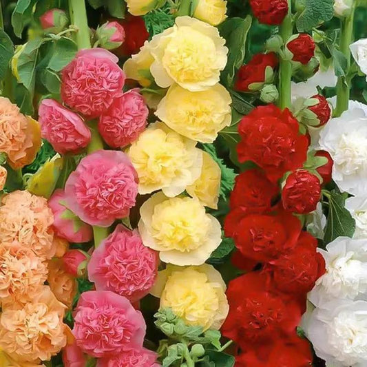 200 Hollyhock Seeds with Stunning Tall Blooms, Perfect for Fences, Natural Screens & Bee Gardens