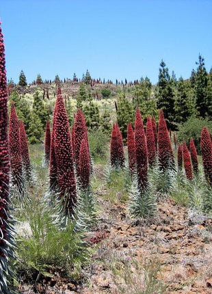 TOWER OF JEWELS Red Bugloss Echium Wildpretii Ruby Hummingbird Flower Seeds *Flat Shipping