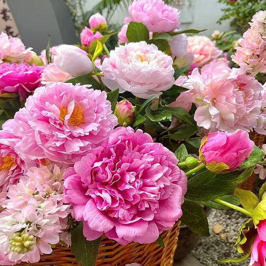 🌺 The Queen of Flowers—Double Petaled Piani