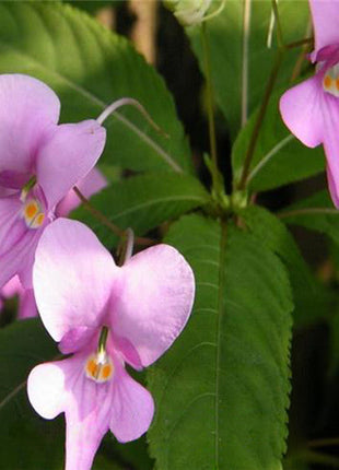 Purple Impatiens Walleriana Flowers Seeds