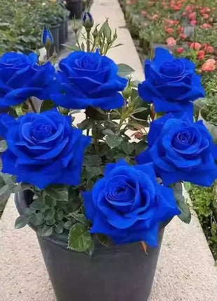 Rare Rose Seeds for Planting