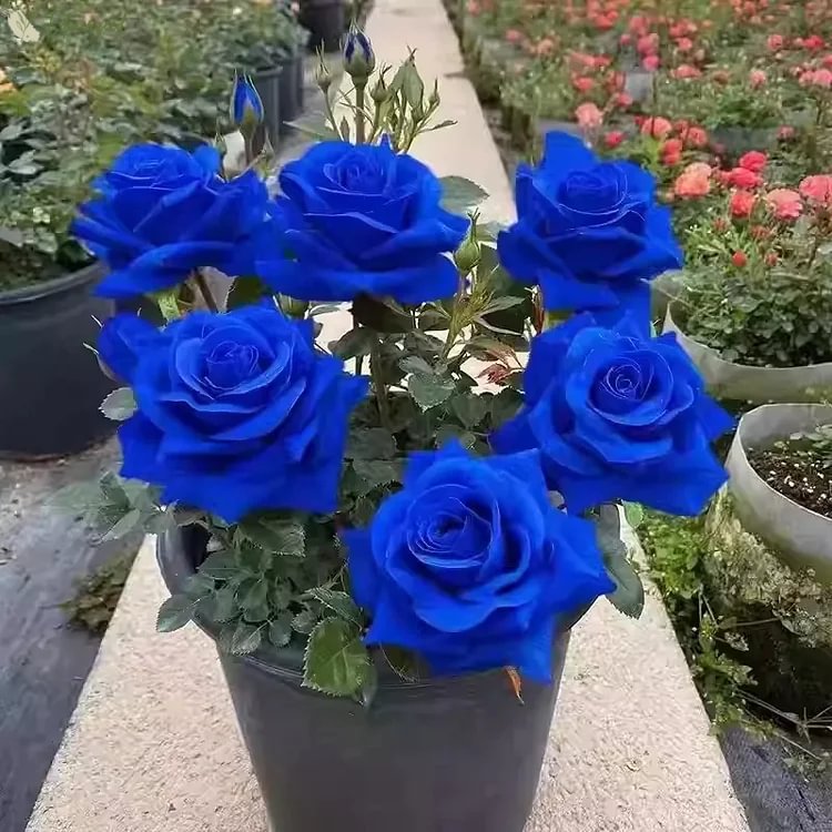 Rare Rose Seeds for Planting
