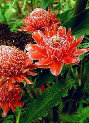 Torch Ginger - Etlingera elatior - Rare Species