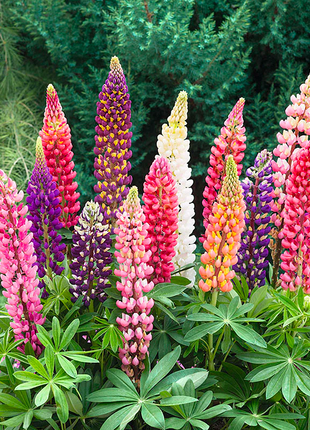 🌺Lupine Flower Seeds - Mother Flower