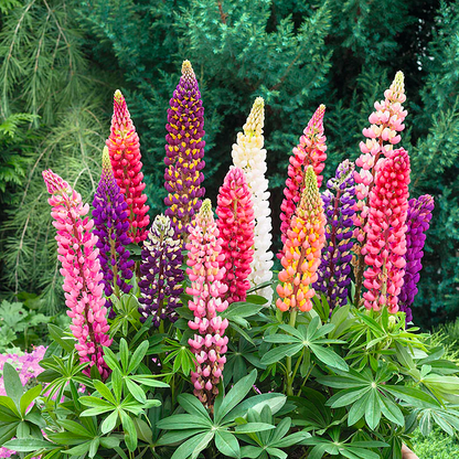 🌺Lupine Flower Seeds - Mother Flower